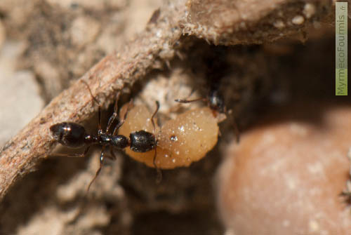 Ces deux fourmis ouvrières de l’espèce Cardiocondyla elegans ramènent une proie à leur nid. Macrophotographie prise dans une gravière au parc de Miribel-Jonage, dans l’Ain. JPEG - 179.6 ko