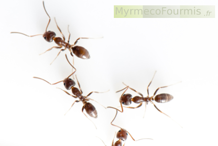 Les fourmis d'Argentine produisent des fourmis ailées qui s'accouplent dans la fourmilière.