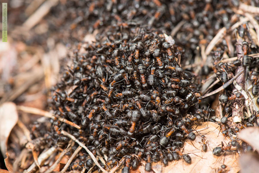 Un amas de fourmis des bois ou fourmis rousses se réchauffant au soleil au printemps. Photo macro illustrant la thermorégulation des nids de fourmis.
