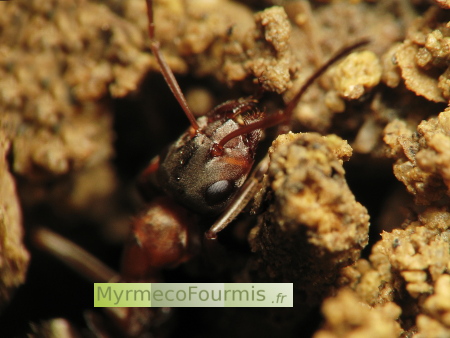 Une fourmi Formica rufibarbis transporte de la terre hors de son nid