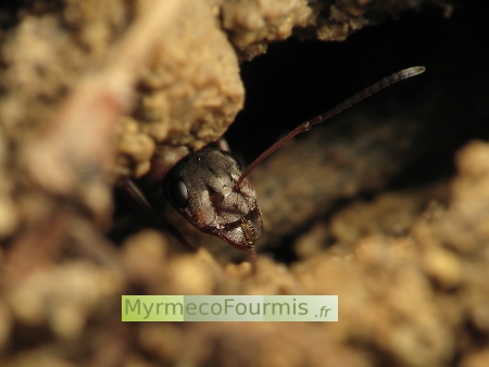 Une fourmi rousse des jardins Formica rufibarbis garde l'entrée de la fourmilière.