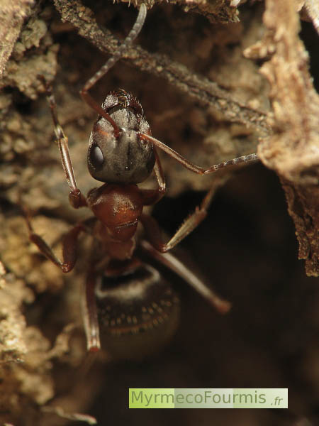 Une fourmi de l'espèce Formica rufibarbis avec un thorax rouge et une tête et un abdomen noirs à l'entrée de sa fourmilière.