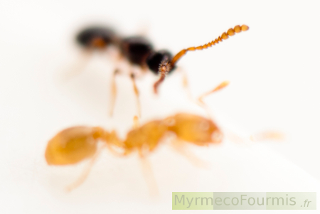 Une fourmi du genre Solenopsis, en jaune, et son parasite, Solenopsia imitatrix, en noir. JPEG - 73.3 ko