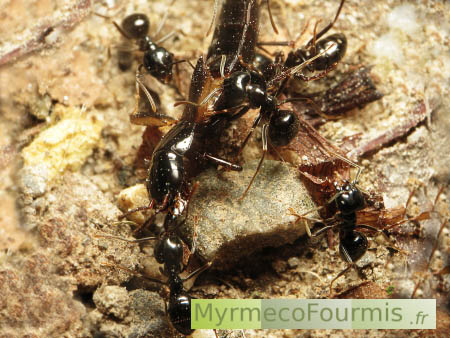 Des fourmis noires et brillantes ramènent un insecte mort au nid. Il s'agit d'un petit staphylin (coléoptère Staphylinidae) noir.