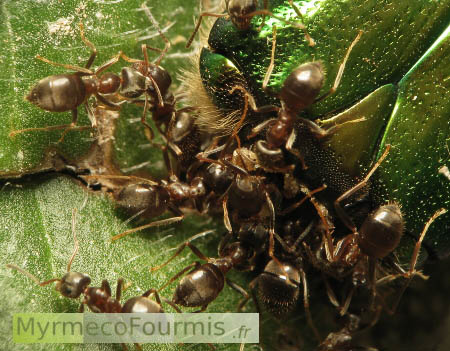Des fourmis noires du genre Lasius (probablement Lasius niger) ramènent un insecte mort, une grande cétoine verte, au nid. Photo macro prise de dessus sur fond de feuille verte.