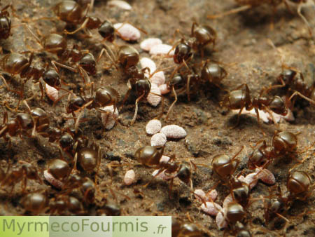 Éliminer les fourmis