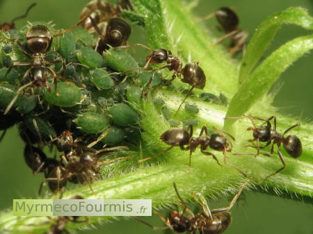 Attitude agressive des fourmis (mandibules écartées) qui protègent une colonie de pucerons sur une plante.