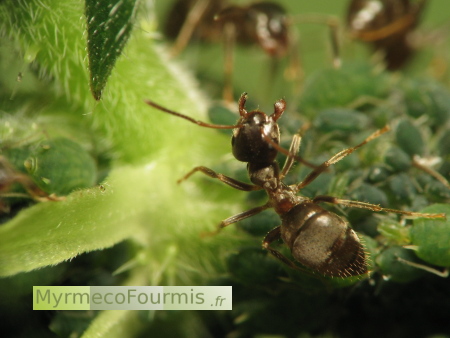 Attitude agressive d'une fourmi qui défend des pucerons verts sur une plante.