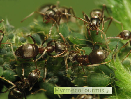 Récolte du miellat de pucerons par un groupe de petites fourmis noires des jardins (Lasius niger). On voit des pucerons verts sous les fourmis, sur une ortie.