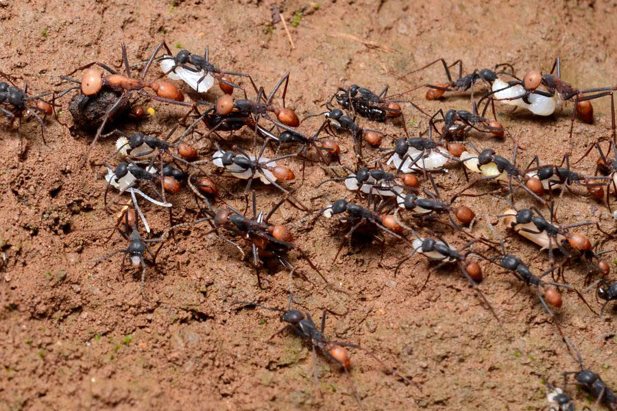 Un groupe de fourmis légionnaires de l'espèce Eciton burchellii transporte des nymphes et larves volées lors d'un raid sur un nid de guêpes, au Costa Rica.