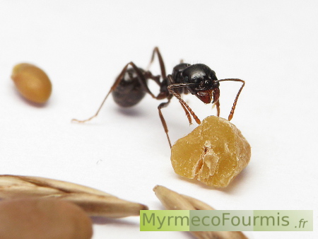 Une fourmi minor de l'espèce Messor barbarus inspecte un graine.