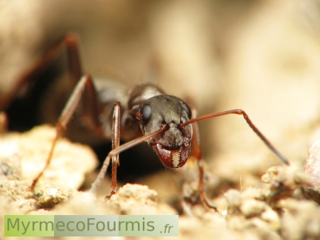 Une fourmi du genre Formica avec un acarien phorétique sur l'oeil.