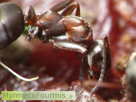 Une fourmi âgée à qui il manque plusieurs pattes continue de récolter de la nourriture pour sa colonie.