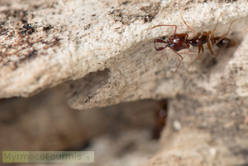 Anochetus cf goodmani, une fourmi piège à mâchoire postée en ambuscade sous une pierre.
