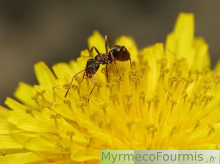 Sur cette photographie, une fourmi rousse de l'espèce Formica rufibarbis est minutieusement capturée en train d'explorer une fleur jaune de pissenlit. La fourmi se distingue par sa coloration rousse caractéristique, avec un corps segmenté et des antennes bien visibles. Elle semble occupée à fouiller la fleur, probablement à la recherche de nectar ou de petits insectes.