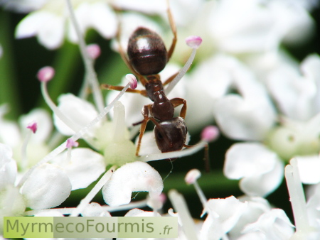 Une fourmi noire du genre Lasius sur des fleurs blanches.