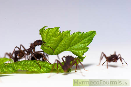 Une fourmi champignonniste Acromyrmex subterraneus vient de découper un fragment végétal qu'elle saisit entre ses mandibules pour le transporter jusqu'au nid.