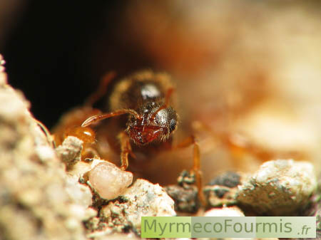 Tête d'une reine fourmi ailée (princesse volante) de l'espèce Solenopsis fugax. Macrophotographie en milieu naturel, dans un jardin. Petites fourmis jaunes.