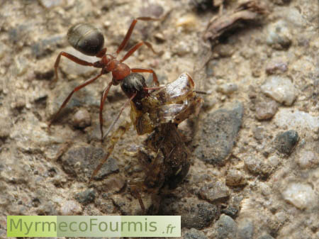Une fourmi noire au thorax roux Formica rufibarbis transporte les restes d'un insecte mort jusqu'à son nid. Pris sur fond de ciment, vu de dessus.