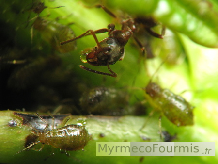Une fourmi noire trait des pucerons pour obtenir leur miellat.