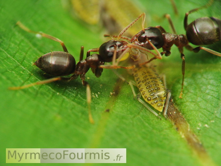 Deux fourmis brunes (Lasius brunneus) partagent du miellat de pucerons par trophallaxie.