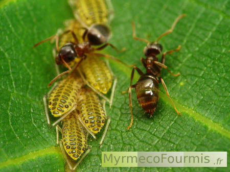 Ouvrières de fourmis du genre Lasius élevant des pucerons et récupérant leur miellat sur un noyer.