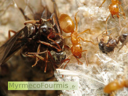 Plusieurs princesses fourmis (Lasius mixtus ou Lasius umbratus) avec des ouvrières de couleur orange, coincée dans une toile d'araignées.