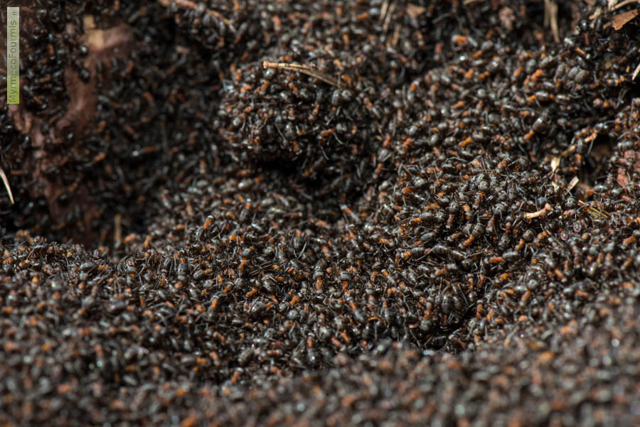 Fourmis rousses du genre Formica se réchauffant au soleil au début du printemps. Fourmis, fourmies, fourmi. JPEG - 681.1 ko