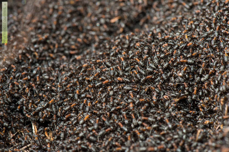 Des centaines de fourmis rousses se réchauffent au soleil sur leur nid en forme de dôme. Leur fourmilière est fait d'aiguilles de pins qui accumulent la chaleur, les fourmis utilisent le dôme exposé au soleil pour se réchauffer.