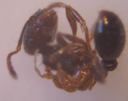 zoom sur la tête de la fourmis Solenopsis.
