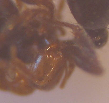 fourmis Solenopsis