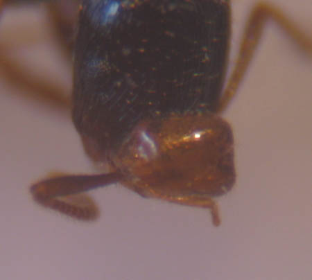 fourmis Solenopsis dessus