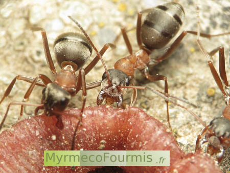 Des fourmis du genre Formica dévorent le cadavre d’un ver de terre. JPEG - 112.7 ko