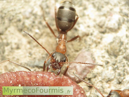 Fourmi du genre Formica, transportant le cadavre d'un lombric jusqu'à son nid pour nourrir ses larves.