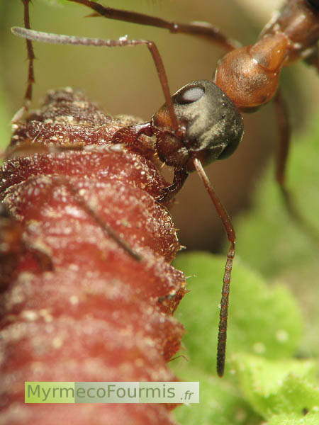 Une fourmi du genre Formica porte un poids énorme: un lombric mort qu'elle va transporter jusqu'à son nid pour nourrir les larves de la colonie.