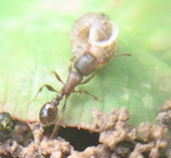 Une fourmi de l'espèce Tetramorium sp portant une petite coquille d'escargot.