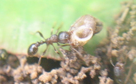 Entre les mandibules de cette fourmi Tetramorium sp, une coquille d'escargot.