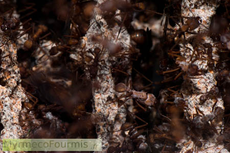 Cette masse grisâtre est un champignon que les fourmis coupeuses de feuilles cultivent en y ajoutant des fragments végétaux coupés, léchés puis malaxés.