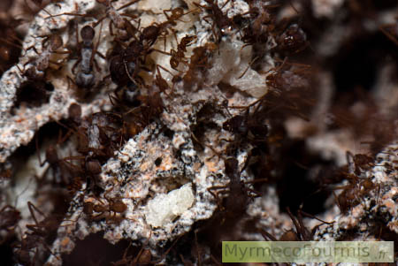 Les champignons cultivés par les fourmis forment une masse grisâtre de laquelle sortent des hyphes que les fourmis prélèvent pour se nourrir.