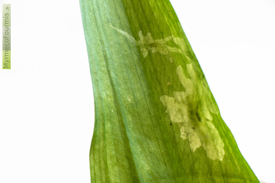 Photographie d’une feuille d’ail des ours avec les galeries d’une larve de mouche mineuse des feuilles des plantes de la famille de l’ail. JPEG - 337.5 ko