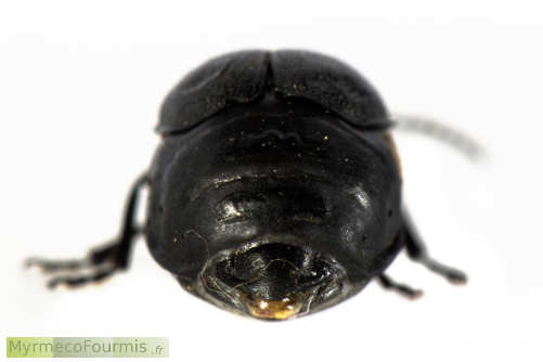 Photo de l’arrière de l’abdomen très distendu d’une femelle de galéruque de la tanaisie (Galeruca tanaceti), un coléoptère de la famille des chrysomèles. JPEG - 85.5 ko
