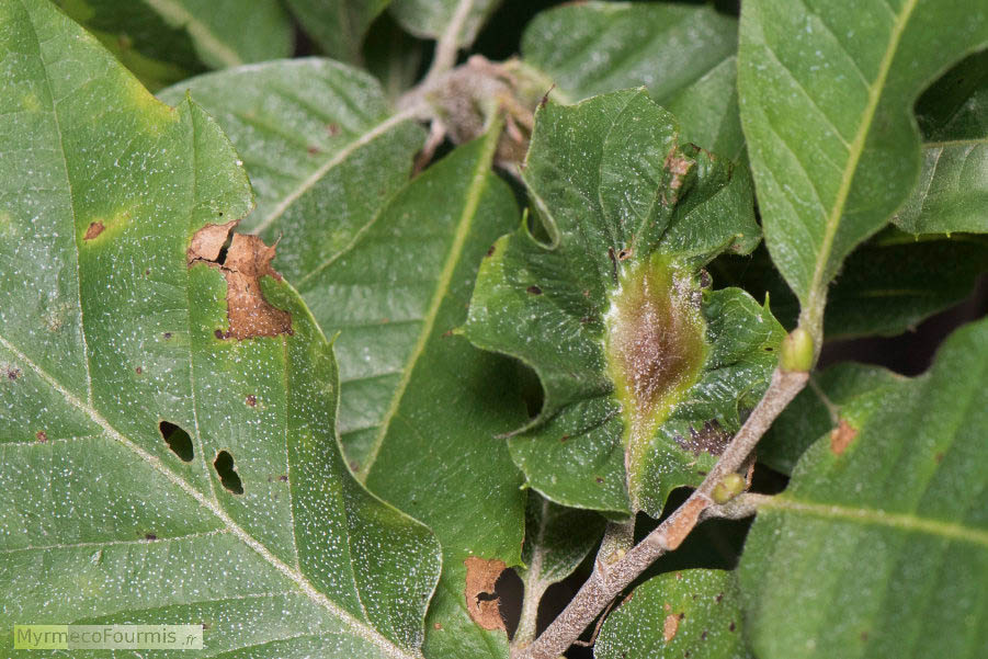 Photographie d’une galle causée par Dryocosmus kuriphilus, le cynips du châtaignier dans le pétiole d’une feuille de châtaignier. JPEG - 735.9 ko