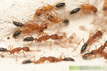 Colonie d'Harpegnathos saltator dans une fourmilière artificielle blanche avec leurs larves.