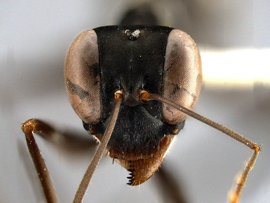 Photographie macro détaillée en gros plan d'une fourmi tropicale de l'espèce Gigantiops destructor, qui possèdent des yeux gigantesques composés de plusieurs milliers de facettes.