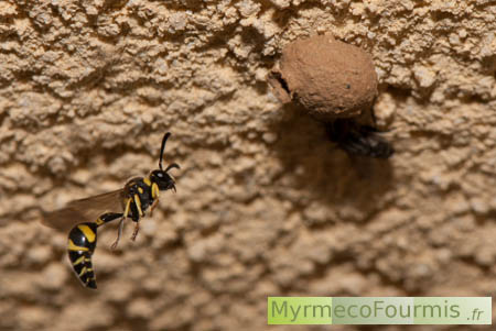 Une abeille potière noire et jaune vole en dessous de son nid d'argile, sous le crépit d'une maison.