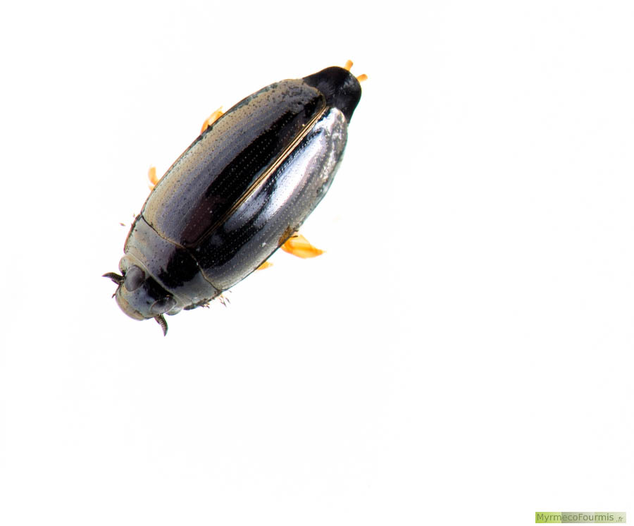 Photographie macro sur fond blanc d'un gyrin vu de dessus. Il s'agit d'un petit coléoptère noir avec des pattes jaunes très larges, un corps très fuselé entièrement noir et qui flotte à la surface de l'eau où il se déplace très vite dans tous les sens, d'où son surnom de tourniquet.