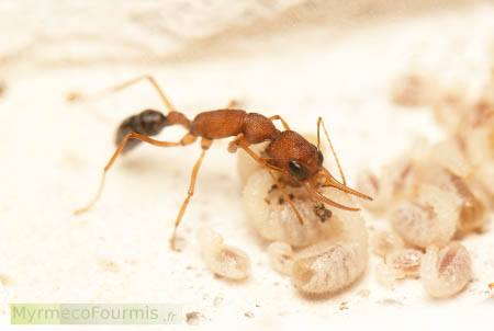 Une fourmi ouvrière Harpegnathos saltator s'occupe de ses larves.