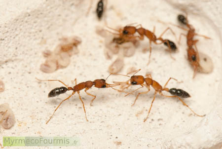 Combat entre deux ouvrières de fourmis de l'espèce Harpegnathos saltator qui se battent en duel selon un rituel précis.