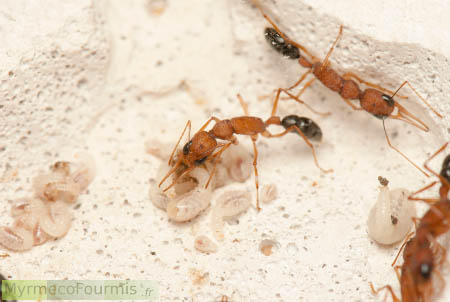 Une fourmi sauteuse exotique Harpegnathos saltator de couleur rouge et noire prends soin de larves dans une fourmilière artificielle.