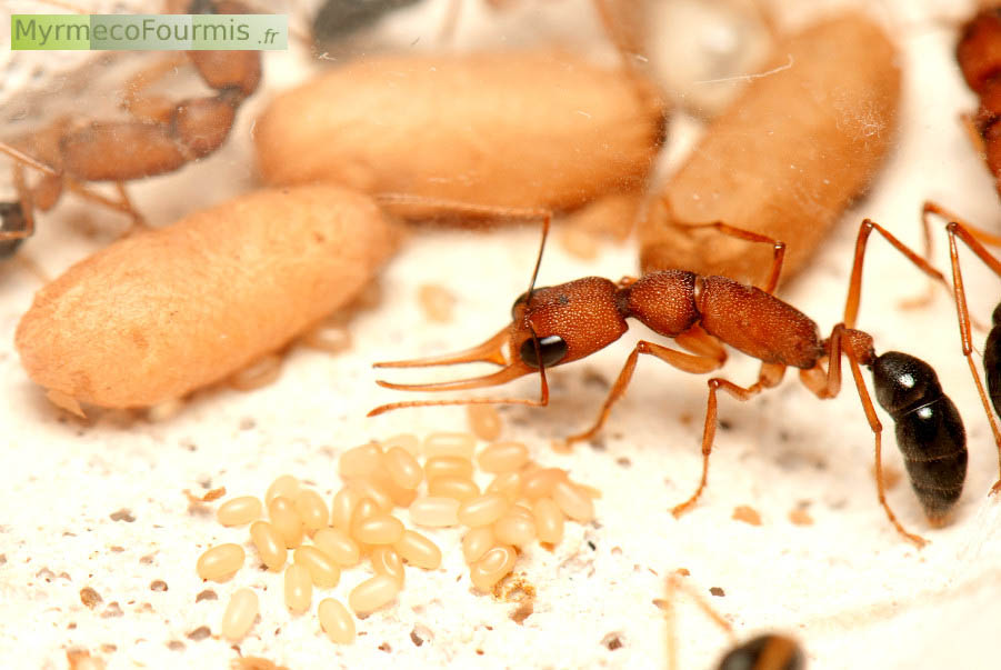 Une fourmi ouvrière de l’espèce Harpegnathos saltator garde des oeufs de fourmis devant plusieurs cocons d’ouvrières. JPEG - 161.4 ko
